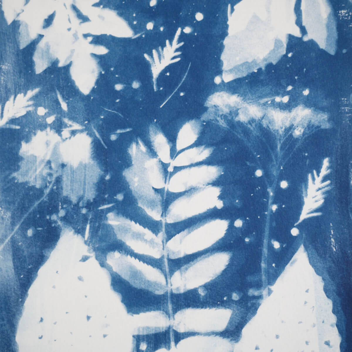 copyright-fanny-ducheyne-illustration-cyanotype-squarre