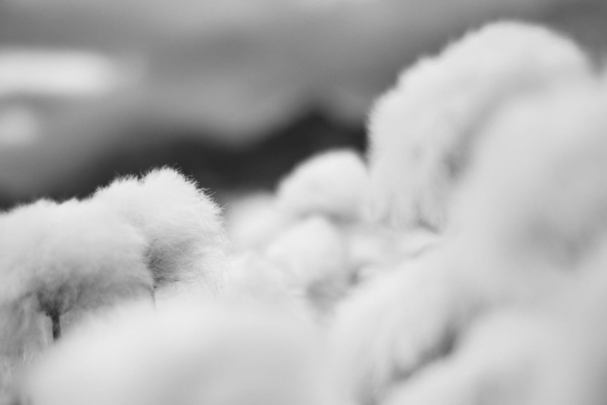 copyright-fanny-ducheyne-photographie-soie-9